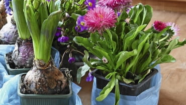 Kwiaty w małych doniczkach łatwiej pielęgnować, jeśli wstawimy je do dużego pojemnika i obsypujemy ziemią Kwiaty w małych doniczkach łatwiej pielęgnować, jeśli wstawimy je do dużego pojemnika i obsypujemy ziemią