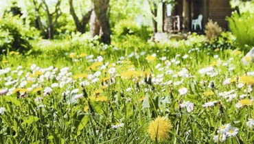 Ogród naturlany. Jeśli nie zniszczymy środowiska, w miejscu słonecznym zobaczymy łąkę pełną ziół Ogród naturlany. Jeśli nie zniszczymy środowiska, w miejscu słonecznym zobaczymy łąkę pełną ziół