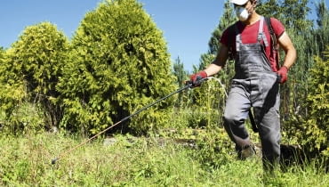 Po zbiorze warzyw możemy opryskać grządki preparatami Roundup, Tajfun 360 SL lub Glifoherb 360 SL, aby zniszczyć wszelkie chwasty.