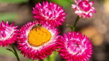 Kocanka ogrodowa Kocanka ogrodowa