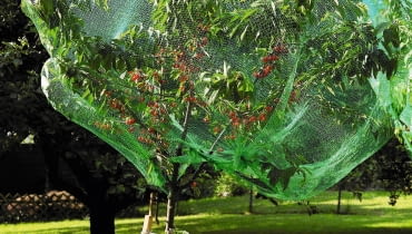 Siatkę zarzucamy na czereśnie tylko na okres dojrzewania owoców. Germany, View of cherry tree covered with net