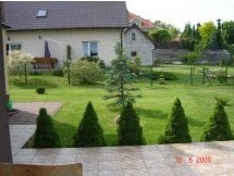 Ten świerk srebrny ma rzadkie gałązki. Jak można go zagęścić?