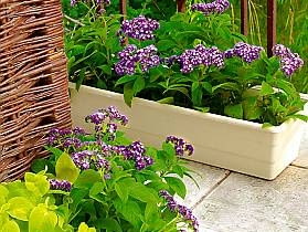 Heliotrop (Heliotropium peruvianum) 02.06.2003 WARSZAWA DOM PRYWATNY BALKON ROSLINY PACHNACE PACHNACY BALKON FOT PAWEL SLOMCZYNSKI / AGENCJA GAZETA