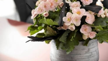 Begonia zimowa Begonia zimowa