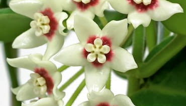 Rośliny o bardzo długich pędach można rozwiesić na ścianie lub uformować z nich ciekawe kształty. Wybraliśmy te gatunki, które kwitną i pachną.<BR /> Pnącza potrzebują nie tylko miejsca do swobodnego rozrastania się, ale także podpór. Stefanotis zadowoli się pałąkami z drutu, które wystarczy wetknąć w doniczkę. Hoja, bugenwilla i jaśmin wymagają mocnej kratki; mogą się również piąć po przytwierdzonych do ściany sznurkach lub miękkich drucikach. Pamiętajmy, że rośliny o wijących się pędach potrzebują dużo światła, musi to jednak być światło rozproszone. Latem mniejsze okazy możemy wystawić na balkon albo taras (jedynie hoja nie lubi werandowania). Na świeżym powietrzu szybko urosną, jesienią trzeba je więc będzie solidnie przyciąć. Gatunkom egzotycznym na czas zimowego spoczynku należy zapewnić temperaturę około 20 st. C.<BR />Hoja, Na zdjęciu 'Hoya carnosa'. Rośliny o bardzo długich pędach można rozwiesić na ścianie lub uformować z nich ciekawe kształty. Wybraliśmy te gatunki, które kwitną i pachną.<BR /> Pnącza potrzebują nie tylko miejsca do swobodnego rozrastania się, ale także podpór. Stefanotis zadowoli się pałąkami z drutu, które wystarczy wetknąć w doniczkę. Hoja, bugenwilla i jaśmin wymagają mocnej kratki; mogą się również piąć po przytwierdzonych do ściany sznurkach lub miękkich drucikach. Pamiętajmy, że rośliny o wijących się pędach potrzebują dużo światła, musi to jednak być światło rozproszone. Latem mniejsze okazy możemy wystawić na balkon albo taras (jedynie hoja nie lubi werandowania). Na świeżym powietrzu szybko urosną, jesienią trzeba je więc będzie solidnie przyciąć. Gatunkom egzotycznym na czas zimowego spoczynku należy zapewnić temperaturę około 20 st. C.<BR />Hoja, Na zdjęciu 'Hoya carnosa'.