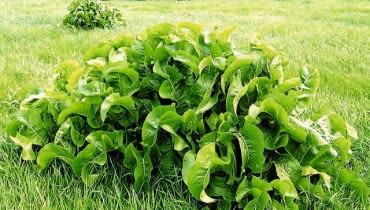 Liśćmi chrzanu owijamy masło lub wędlinę, by dłużej zachowały świeżość. Liśćmi chrzanu owijamy masło lub wędlinę, by dłużej zachowały świeżość.