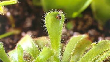 Rosiczki (<i>Drosera</i>). W doniczkach można trzymać gatunki krajowe oraz egzotyczne. Rośliny te są malutkie (2-10 cm średnicy) i delikatne, łowią muszki za pomocą włosków pokrytych lepką rosą. Rosiczki (<i>Drosera</i>). W doniczkach można trzymać gatunki krajowe oraz egzotyczne. Rośliny te są malutkie (2-10 cm średnicy) i delikatne, łowią muszki za pomocą włosków pokrytych lepką rosą.