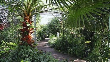 Dżungla w Powsinie Dżungla w Powsinie