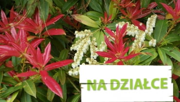 Pieris 'Wakehurst' - krzew na gleby kwaśne (wrzosowiska) Pieris 'Wakehurst' - krzew na gleby kwaśne (wrzosowiska)