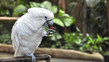 Biała kakadu szybko przywiązuje się do opiekuna, ale też potrzebuje sporo uwagi. Pozostawiona na dłużej bez opieki, może spowodować zniszczenia, a nawet samookaleczenie. Biała kakadu szybko przywiązuje się do opiekuna, ale też potrzebuje sporo uwagi. Pozostawiona na dłużej bez opieki, może spowodować zniszczenia, a nawet samookaleczenie.