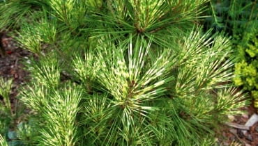 Sosna gęstokwiatowa ('Oculus draconis'). Pochodzi z Azji. Po 10 latach osiąga nawet 10 m. Lubi słońce. ONE TIME USE ONLY DO JEDNOKROTNEJ PUBLIKACJI