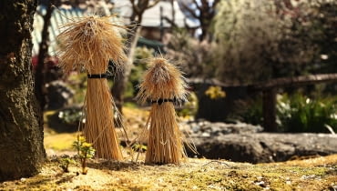 RÓŻE NA PNIU (tzw. sztamowe) tradycyjnie okrywamy chochołami ze słomy. RÓŻE NA PNIU (tzw. sztamowe) tradycyjnie okrywamy chochołami ze słomy.