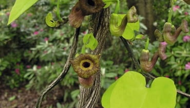Aristolochia macrophylla SLOWA KLUCZOWE: pnącza inne