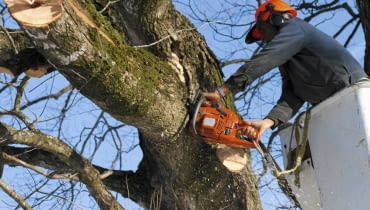 Warto wiedzieć, jakimi cechami wyróżnia się dobra pilarka Warto wiedzieć, jakimi cechami wyróżnia się dobra pilarka