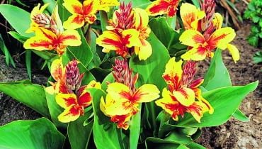 Paciorecznik "Reine Charlotte" (Canna) To miniaturka - dorasta jedynie do pół metra wysokości. Pięknie wygląda i na rabacie, i w pojemniku. Jak każdy paciorecznik, musi zimować w piwnicy w temperaturze 5-10°C. Jeśli obudzi się ją w marcu, sadząc do doniczki w ciepłym jasnym pomieszczeniu i pod koniec maja przeniesie na zewnątrz, będzie kwitła od czerwca do lipca, a od razu wysadzona do gruntu po ostatnich majowych przymrozkach zakwitnie około półtora miesiąca później.