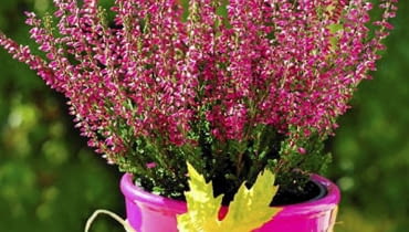 Wrzos to niewątpliwie symbol jesieni. Kwiaty jesienne