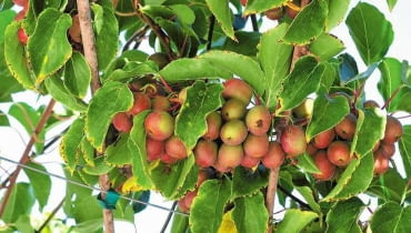 Kiwi z własnego ogrodu. ODMIANY AKTINIDII OSTROLISTNEJ: 'Ananasnaya' (po prawej) to faworytka sadowników; 'Purpurna Sadowa' (dalej z prawej) wyróżnia się kolorem. Kiwi z własnego ogrodu. ODMIANY AKTINIDII OSTROLISTNEJ: 'Ananasnaya' (po prawej) to faworytka sadowników; 'Purpurna Sadowa' (dalej z prawej) wyróżnia się kolorem.