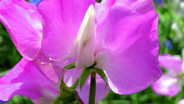 Lathyrus. Lathyrus.