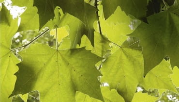 LIŚCIE są nieco większe od klonowych (szer. ok. 20 cm). Platanus (Platane). Feuilles SLOWA KLUCZOWE: Blatt Platane