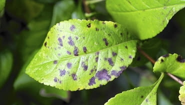 Parch na liściu pigwowca Parch na liściu pigwowca