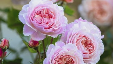 Rosa 'A Shropshire Lad'