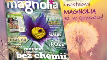 Magazyn magnolia Magazyn magnolia