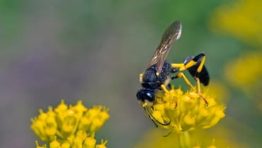 Gliniarz naścienny (Sceliphron destillatorium)