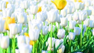 Tulipany jak malowane Tulipany jak malowane