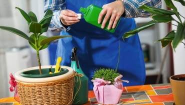 ZIMOWE NAWOZY podajemy w formie wodnych roztworów bądź w postaci granulek, które mieszamy z górną warstwą podłoża. ZIMOWE NAWOZY podajemy w formie wodnych roztworów bądź w postaci granulek, które mieszamy z górną warstwą podłoża.