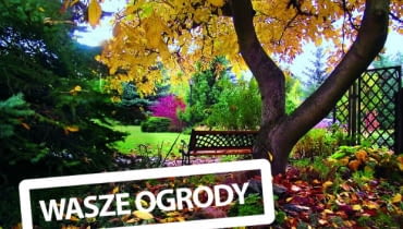 Jesień w naszym ogrodzie ma mnóstwo uroku. Lubię cieszyć się nią na ławeczce pod olbrzymim orzechem Jesień w naszym ogrodzie ma mnóstwo uroku. Lubię cieszyć się nią na ławeczce pod olbrzymim orzechem