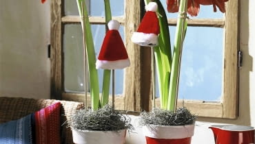 W czasie kwitnienia roślina dobrze się czuje umieszczona w jasnym miejscu w pobliżu okna. Ozdobiona świątecznymi akcentami, wprowadzi do domu wyjątkowy nastrój. Amaryllist^pfe mit Weihnachtsdeko SLOWA KLUCZOWE: Advent Amaryllis Blume Blumen Dekoration Feiertage Fenster Florales Geschirr Hippeastrum M´tze Niemand Pflanze Pflanzen Tablett Topfblume Topfblumen Topfpflanze Topfpflanzen Weihnachten Weihnachtsdekoration Weihnachtsmannm´tze Weihnachtspflanzen Weihnachtsschmuck Zimmerpflanze Zimmerpflanzen adventlich floral weihnachtlich <bertopf <bert^pfe Hochformat