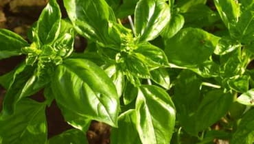 07.08.2003 NADARZYN OGROD ZIOLOWY ZIOLA BAZYLIA ODMIANA GENOVESE