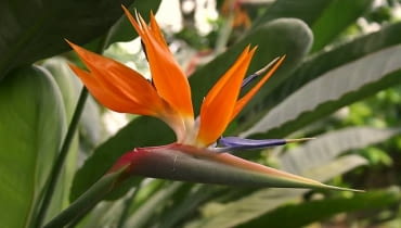 Strelicja królewska, rajski ptak (Strelitzia reginae) Strelitzia reginae