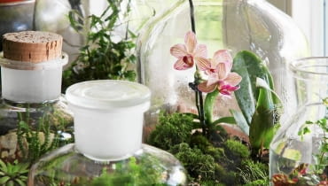 Ogród w szkle. W naczyniach na drugim planie - miniaturowy storczyk pośród mchu oraz kolekcja sukulentów. Na pierwszym planie - begonie (zamglone szkło to sygnał, że naczynie trzeba na jakiś czas otworzyć). Begonie, miniogródek, aranżacja roślinna