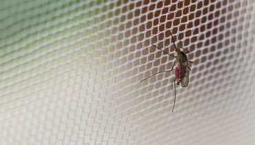 Komar siatka na komary, moskitiera