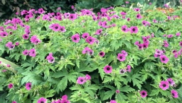 Bodziszek popielaty Bodziszek popielaty