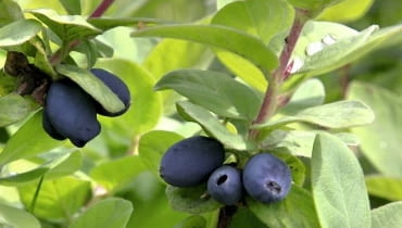 Jagoda Kamczacka. Krzewy owocują już po dwóch, trzech latach od posadzenia