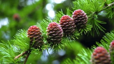 Późną wiosną różowe młode szyszki modrzewia wyglądają niezwykle urokliwie Późną wiosną różowe młode szyszki modrzewia wyglądają niezwykle urokliwie