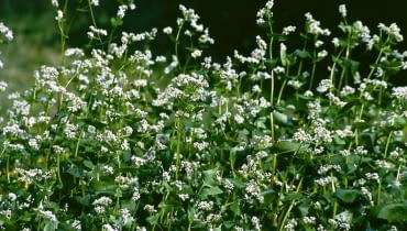 GRYKA BIALA FAGOPYRUM ROSLINA NA ZIELONY NAWOZ MIODODAJNA PRZEDPLON POPLON MIEDZYPLON UPRAWA NAWOZENIE ROLNICTWO FOT. HANNA LEGUTOWSKA SLAJD MALY PUBLIKACJA OGRODY NR 10 (54) - 10.2003 SLOWA KLUCZOWE: ROSLINY ZDJĘCIE DO WKŁADKI: PUBLIKACJA OGRODY NR 10 (54) - CZASOPISMA