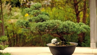 bonsai