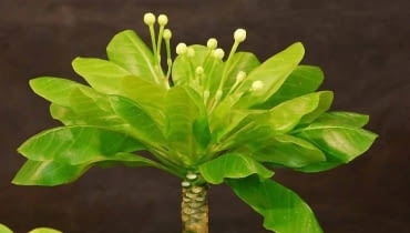 BRIGHAMIA zakwita jesienią, ale tylko w dobrych warunkach. BRIGHAMIA zakwita jesienią, ale tylko w dobrych warunkach.