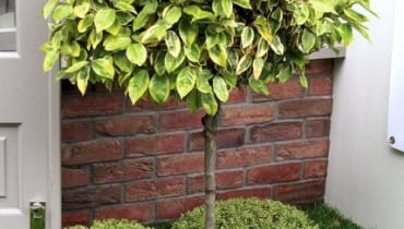 Fot. 2. Mała rabata wokół drzewa chroni przed uszkodzeniem pnia podczas koszenia Fot. 2. Mała rabata wokół drzewa chroni przed uszkodzeniem pnia podczas koszenia