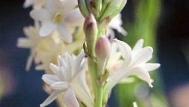 Tuberoza (Polianthes tuberosa) Jej bulwocebulę sadzimy do żyznej ziemi w marcu lub kwietniu. W słońcu i cieple roślina zakwita po 3-4 miesiącach i osiąga około 75 cm wysokości. Niestety, w domu łatwo traci dobrą kondycję. Polianthes tuberosa SLOWA KLUCZOWE: Blume Blumen Botanik Close Up Close-up Dornen D´ftend Flora Garten Gartenbau Knolle Knollen Nahaufnahme Natur Perennial Pflanze Pflanzen Polianthes tuberosa Stachel Stacheln Staude bl´hend botanisch duften duftend duftende duftender einheimisch g rtnerisch knollig tuberose wei? D´ftend bl´hend g rtnerisch wei?
