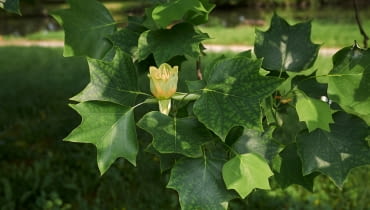 Tulipanowiec w okresie kwitnienia Cierpliwi, którzy zdecydują się poczekać, aż drzewo zakwitnie, doczekają się kwiatów po kilku latach.