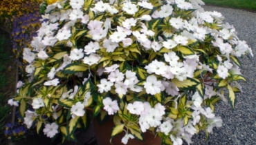 Niecierpek Sunpatiens Niecierpek Sunpatiens