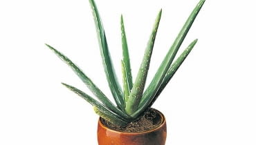 Lecznicze działanie wielu roślin na organizm człowieka znane jest w medycynie ludowej od dawna. Przygotowaliśmy krótki przegląd doniczkowych lekarstw dostępnych bez recepty. <BR /> ROŚLINY LECZNICZE. Aloes lubi dużo światła i mało wody. Podlewamy go wtedy, gdy ziemia w doniczce przeschnie. Lecznicze działanie wielu roślin na organizm człowieka znane jest w medycynie ludowej od dawna. Przygotowaliśmy krótki przegląd doniczkowych lekarstw dostępnych bez recepty. <BR /> ROŚLINY LECZNICZE. Aloes lubi dużo światła i mało wody. Podlewamy go wtedy, gdy ziemia w doniczce przeschnie.