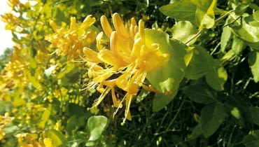 Wiciokrzew Tellmana lubi rozproszone światło słoneczne. Kwitnie w czerwcu i lipcu. Należy dopilnować, by podłoże w pojemniku było żyzne i wilgotne. Roślina źle znosi przesuszenie. 05.06.2003 POWSIN KOLO WARSZAWY OGROD BOTANICZNY POLSKA AKADEMIA NAUK ULICA BOROWIKA 2 PNACZA WICIOKRZEW LONICERA KWIATY