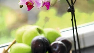 Falenopsis, storczyk