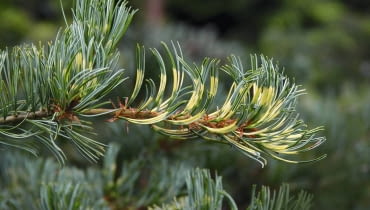 Sosna drobnokwiatowa 'FUKAI' to odmiana o dwubarwnych, wygiętych igłach. Początkowo rośnie krzewiasto, tworzy korony o nieregularnym kształcie. Lubi miejsca słoneczne, może także rosnąć w półcieniu . Pinus parviflora 'Fukai' SLOWA KLUCZOWE: drzewa iglaste