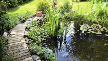 Wiele roślin wodnych ogranicza zanieczyszczanie oczka przez glony. SLOWA KLUCZOWE: teich gartenteich garten beet iris blumen natur see seerosen wasser fische stauden rabatte blätter frisch sommer frühling bunt gärtner gärtnerei hobby freizeit urlaub zuhause bepflanzung pflanzen holz bretter steg gartenarbeit gelb